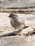 Chipping Sparrow